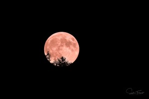 Lune branchée